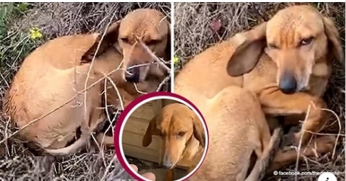 Straßenhund kam zum Haus eines Mannes, wo er gerettet werden konnte: 'Er hörte die Hunde'